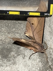 Marumba cristata bukaiana
