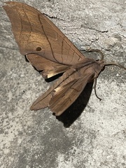 Marumba cristata bukaiana