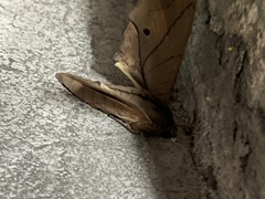 Marumba cristata bukaiana