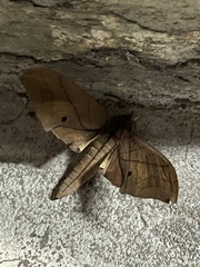 Marumba cristata bukaiana