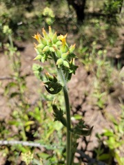 Kalanchoe lanceolata