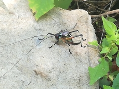 Pterophylla beltrani