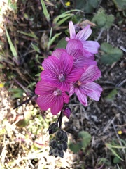 Sidalcea malviflora malviflora