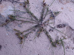 Thesium frisea