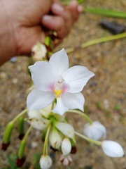 Spathoglottis sulawesiensis