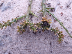 Thesium frisea