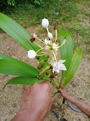 Spathoglottis sulawesiensis