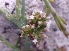 Thesium frisea
