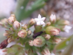 Thesium frisea