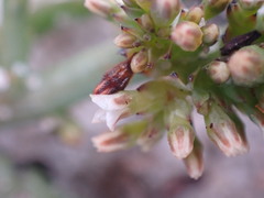 Thesium frisea