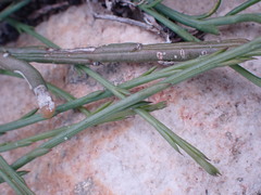 Thesium frisea