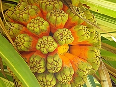 Pandanus