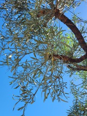 Cussonia transvaalensis