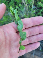 Grewia vernicosa