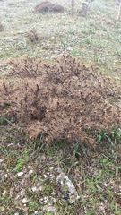 Astragalus nebrodensis