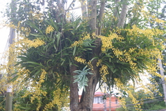 Oncidium sphacelatum