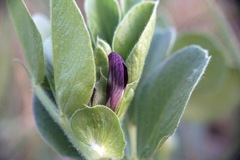 Vicia johannis