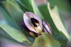 Vicia johannis