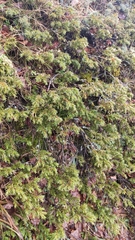 Juniperus communis hemisphaerica