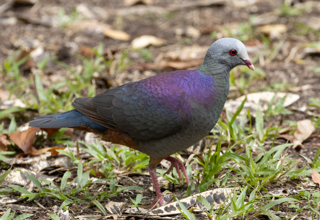 Gray-Fronted Quail-Dove