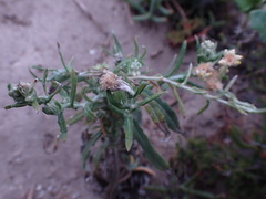 Pseudognaphalium oligandrum