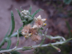 Pseudognaphalium oligandrum