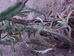 Pseudognaphalium oligandrum