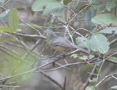 Vireo gundlachii