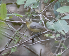 Vireo gundlachii