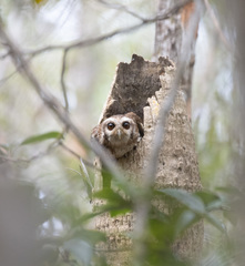 Margarobyas lawrencii