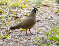Starnoenas cyanocephala