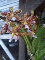 Dipodium scandens