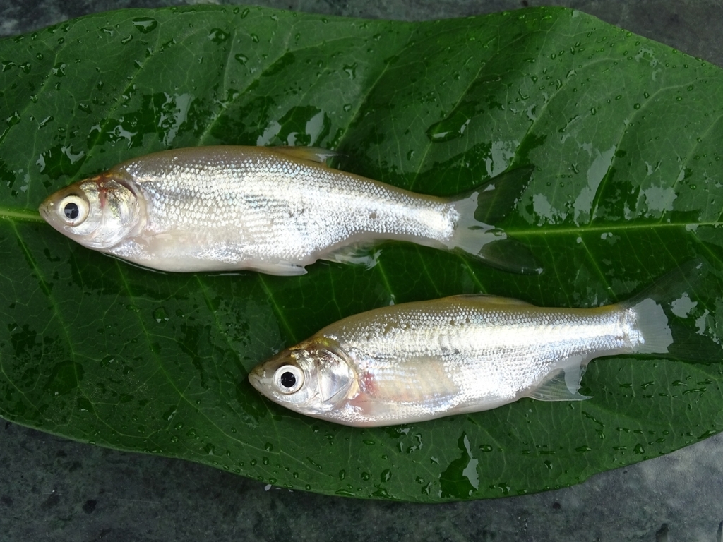 Carplet (Amblypharyngodon mola) — Cyprinidae