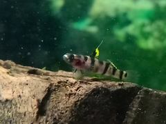 Mugilogobius tigrinus