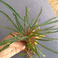 Homalomena vittifolia