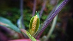 Homalomena vittifolia