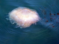 Cyanea nozakii