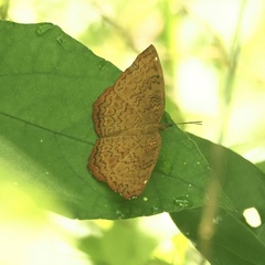 Ariadne