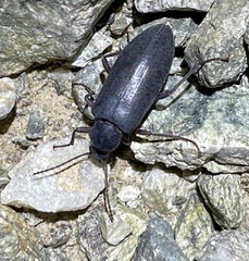 Eupsophulus castaneus