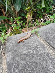 Plestiodon chinensis