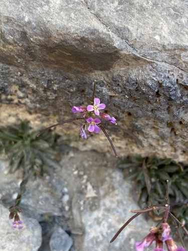 Spring Mountains rockcress (Boechera nevadensis)