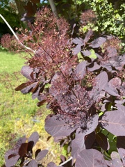 Cotinus coggygria