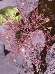 Cotinus coggygria
