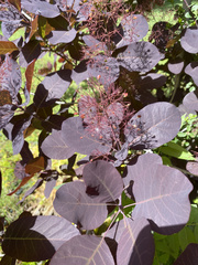 Cotinus coggygria