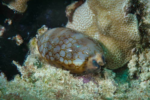 Cypraea scurra observed 2022-04-02
