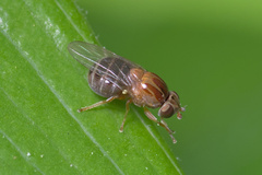 Thaumatomyia rubida
