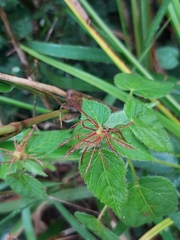 Acalypha villicaulis