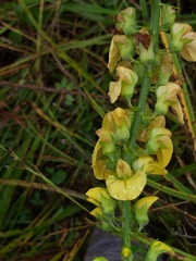 Crotalaria recta