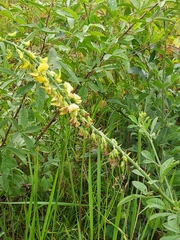 Crotalaria recta