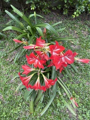 Hippeastrum striatum